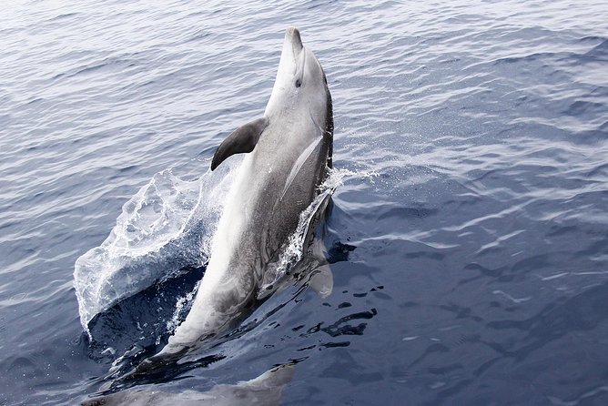 Dolphin Sightseeing on the Privateer Catamaran - The Dolphin Part: Excitement, But No Guarantees