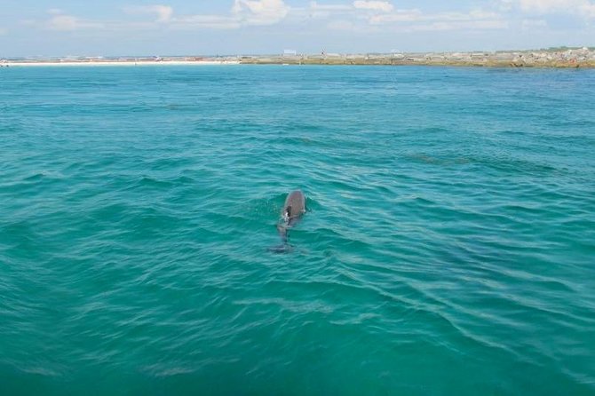 Dolphin Sightseeing Tour on the Footloose Catamaran - Crew energy: captain and crew make the difference