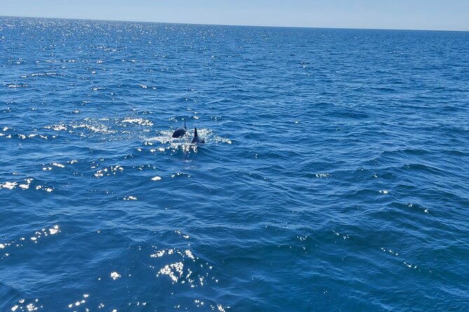 Dolphin trips on a catamaran - Dolphin Chances: How to Think About Los Delfines