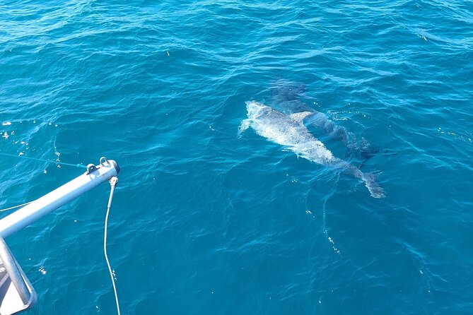 Dolphin trips on a catamaran - Value for $42.33: Why This Price Can Make Sense