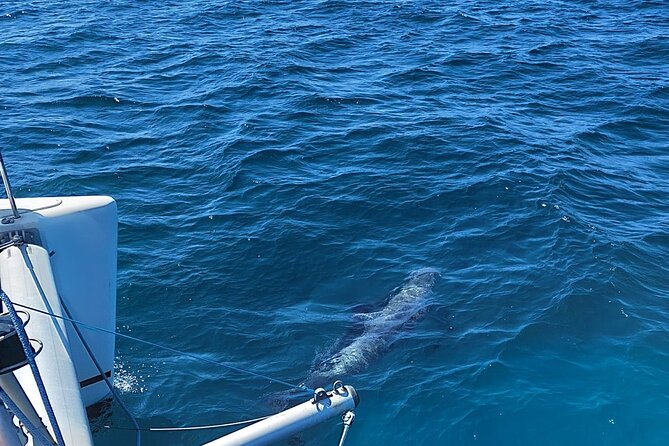 Dolphin trips on a catamaran - Who Should Book This Dolphin Catamaran Trip