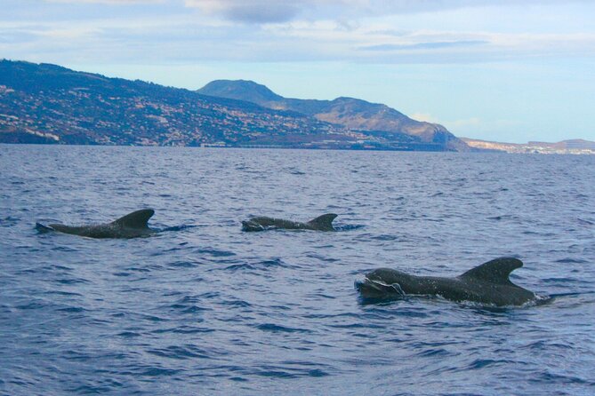 Eco-Friendly Catamaran Dolphin and Whale Watching - The swim question: cool water, short window, and how to plan