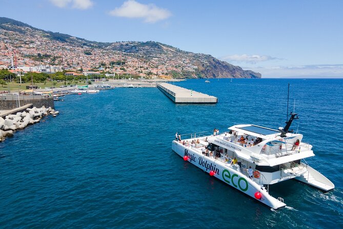 Eco-Friendly Catamaran Dolphin and Whale Watching - Eco-minded cruising: what you can expect without overpromising