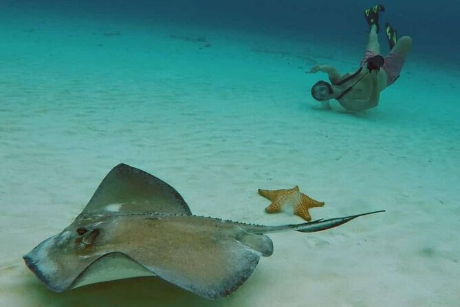El Cielo Cozumel Snorkel tour by Catamaran - Getting to Marina Cozumel: Fast Check-In, Then Off to Reefs