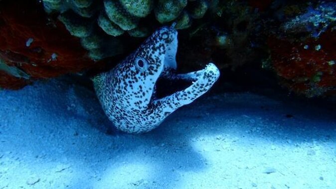 El Cielo Cozumel Snorkeling trip by Catamaran - Key highlights worth your attention
