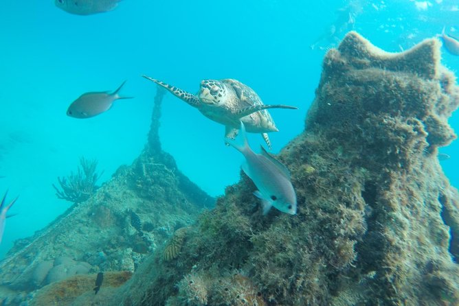 Elegance Catamaran turtles swim and lunch cruise - From Bridgetown pickup to the Careenage departure (what to expect)