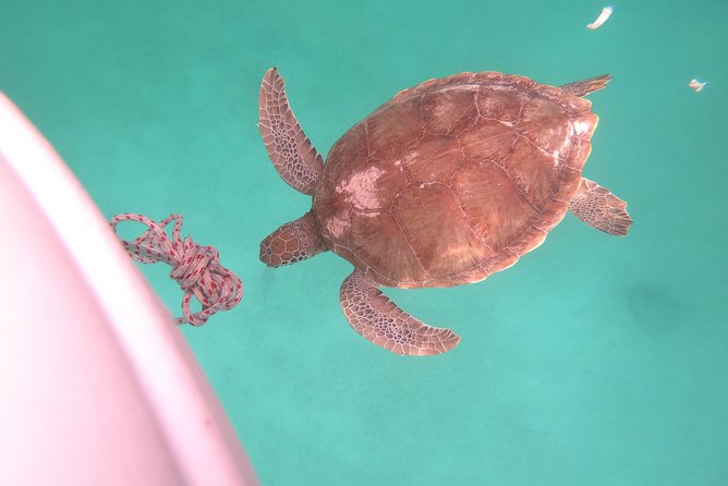 Elegance Catamaran turtles swim and lunch cruise - Stop 2: snorkel over shipwrecks (and it’s not just for experts)