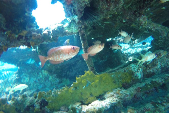 Elegance Catamaran turtles swim and lunch cruise - Stop 3: a traditional Barbadian buffet lunch onboard (about 1h15)