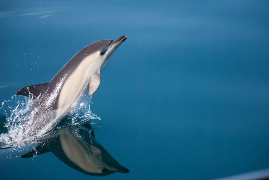 Estepona: Dolphin Watching Sailboat Cruise with Drink - Your Free Drink and Covered Deck Comfort