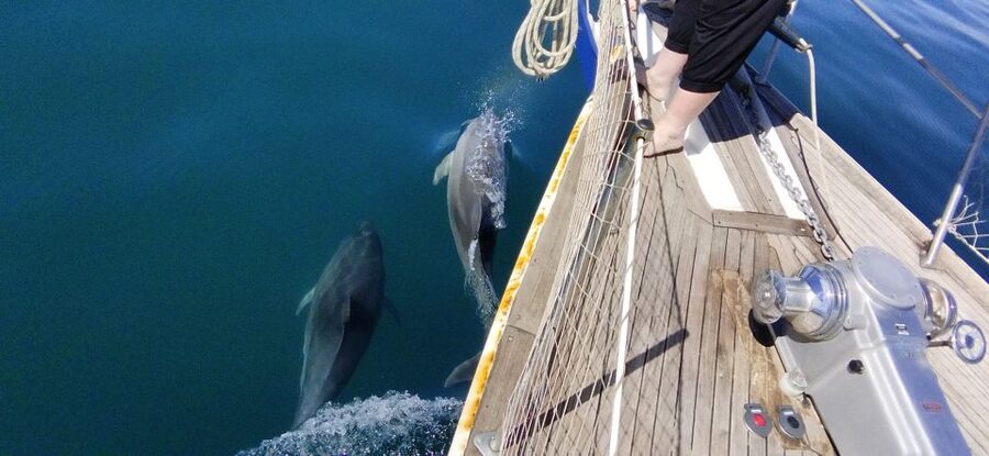 Estepona: Dolphin Watching Sailboat Cruise with Drink - The Mediterranean Swim Stop: When You’ll Actually Get Wet