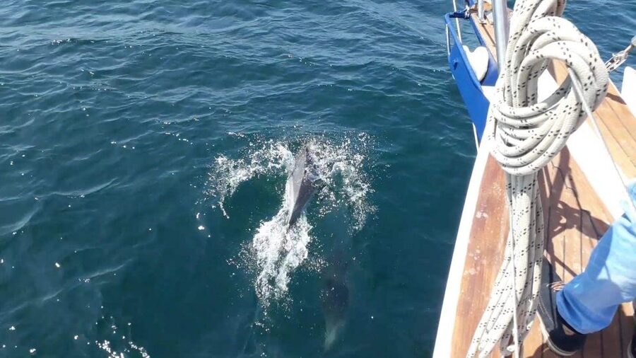 Estepona: Dolphin Watching Sailboat Cruise with Drink - Should You Book This Dolphin Watching Sailboat Cruise in Estepona?