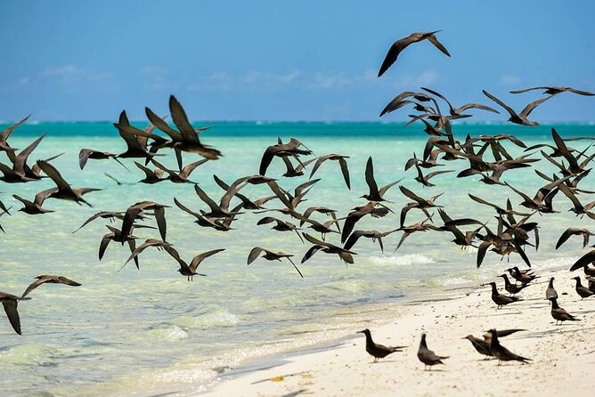 Excursion to Tetiaroa by Catamaran Visit Lunch Snorkeling - Price and value: is $235.69 a good deal?