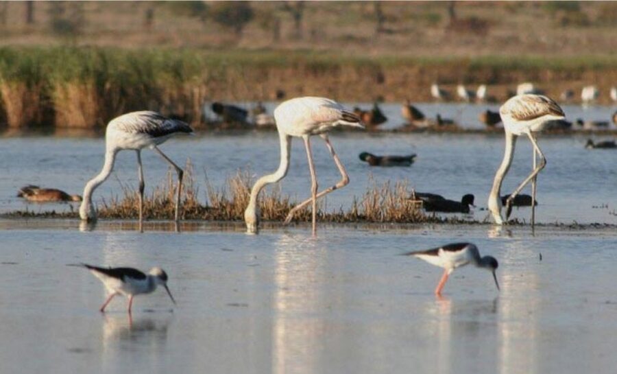 Faro: Ria Formosa Guided Sunset Tour by Catamaran - On board with the professional captain: what comfort looks like