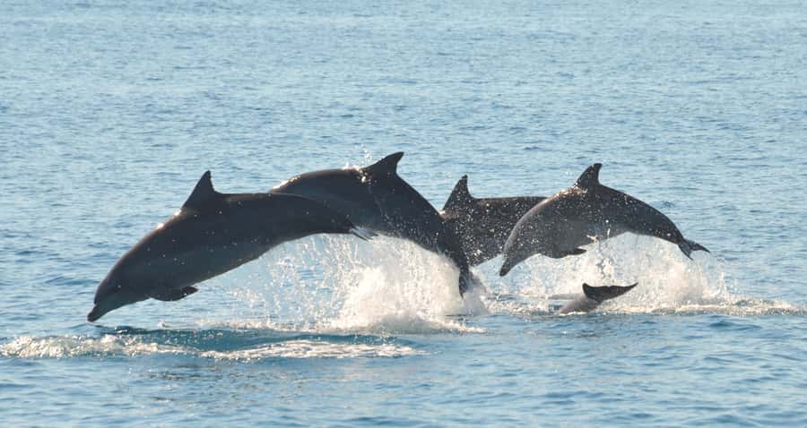 Fraser Island 4-Hour Eco-Sailing Adventure - A Calm Catamaran Day With Real Water Time