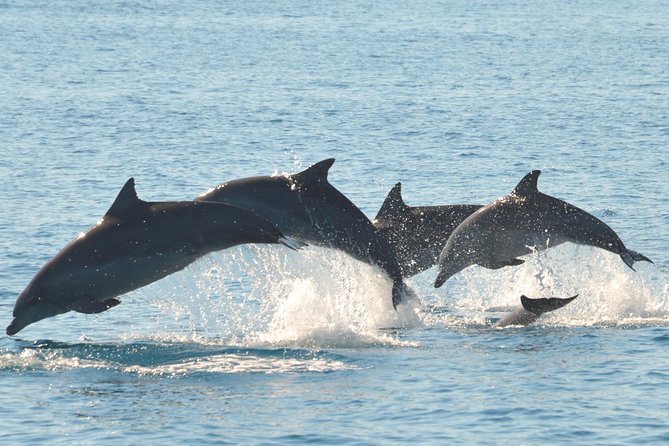 Fraser Island & Dolphin Sailing Adventure - The Boat Experience: 38-Foot Comfort and a More Intimate Morning