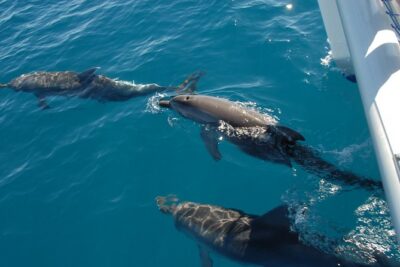 Fraser Island & Dolphin Sailing Adventure - Great Sandy Strait Wildlife: What You’re Really Looking For