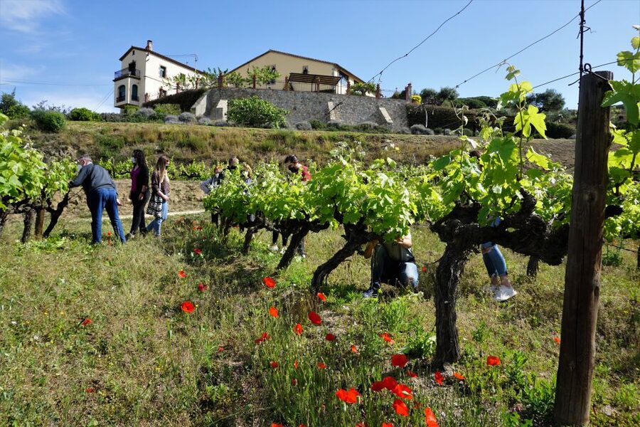 From Barcelona: E-Bike and Sailing Tour with Wine Tastings - Alella vineyard + cellar tasting with a sommelier