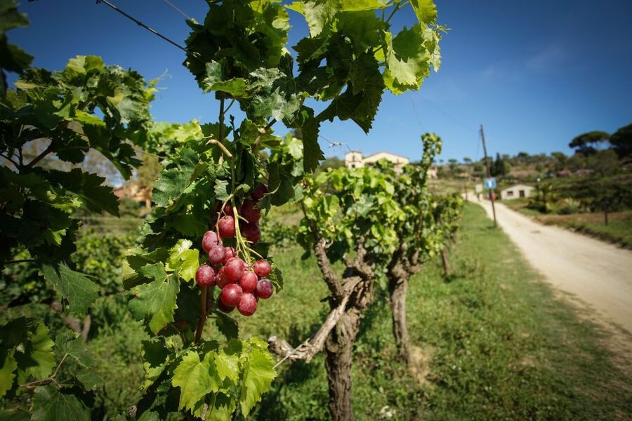 From Barcelona: E-Bike and Sailing Tour with Wine Tastings - Sailing from Port Masnou back to Barcelona: wind, drinks, and sea time