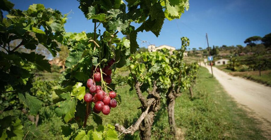 From Barcelona: Sailing and Wine Tasting Experience - Price and value: what $131 per person buys you