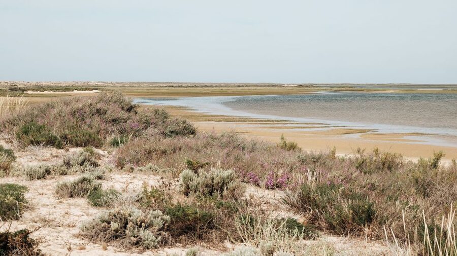 From Faro: Catamaran Boat Trip to Deserta Island with Stop - Ilha Deserta free time: boardwalk pacing and beach time strategy