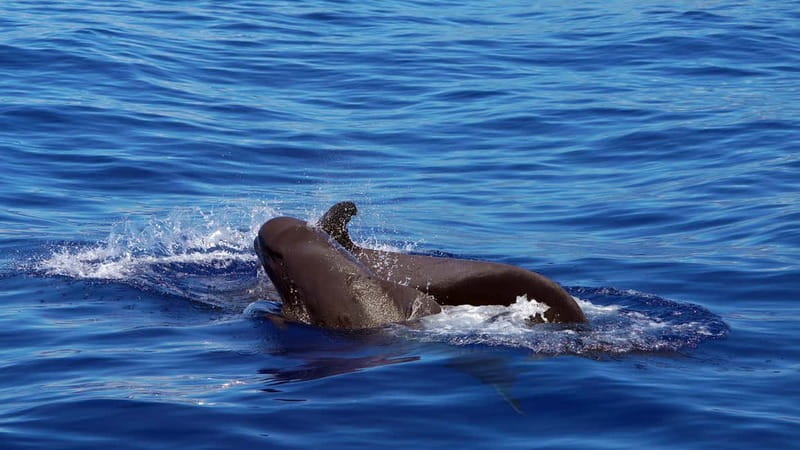 From Funchal: Ecological Catamaran Dolphin Whale Watching - Responsible dolphin and whale watching you can feel in how the crew maneuvers