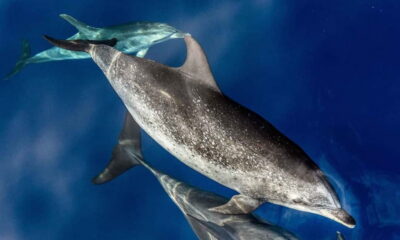 From Funchal: Ecological Catamaran Dolphin Whale Watching - Checking In at Funchal Marina Without Losing Your Spot