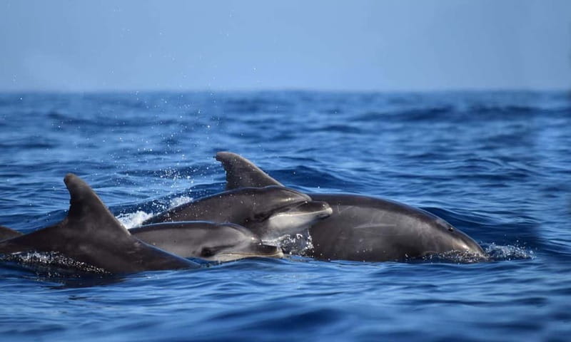 From Funchal: Ecological Catamaran Dolphin Whale Watching - What to pack for a 3-hour catamaran: layers, shoes, and the open-deck reality