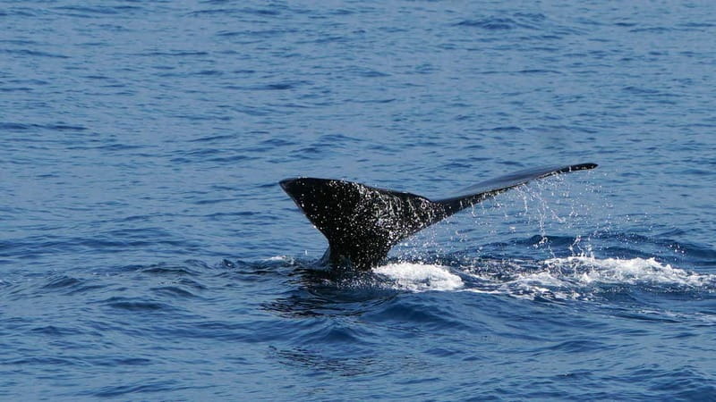 From Funchal: Ecological Catamaran Dolphin Whale Watching - Bar service, toilets, and the little things that affect your enjoyment