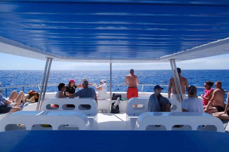 From Funchal: Ecological Catamaran Dolphin Whale Watching - Price and value: is $41 for 3 hours fair?