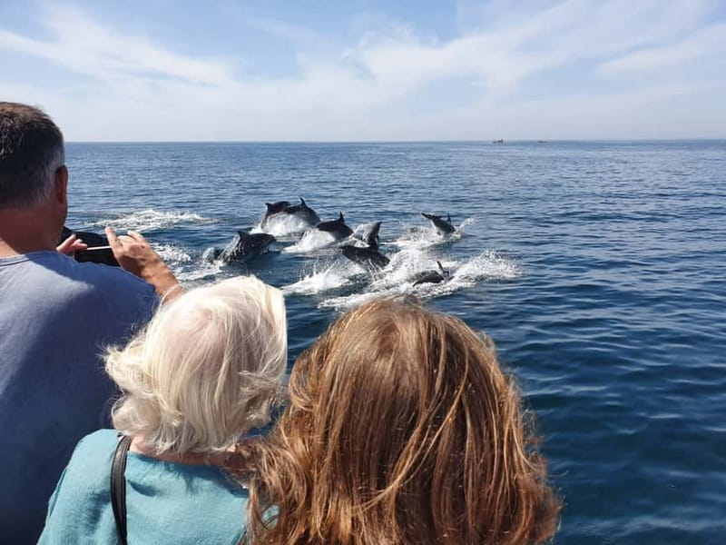 From Lagos: Dolphin Watching Catamaran Cruise - Should you book this Lagos dolphin-watching catamaran cruise?