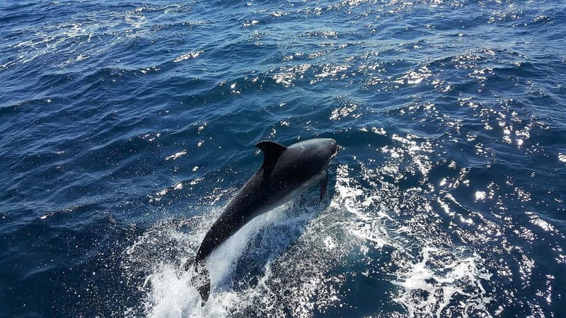 From Lagos: Dolphin Watching Catamaran Cruise - Meeting at Passeio dos Descobrimentos 1b, Marina de Lagos