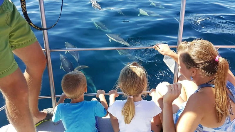 From Lagos: Dolphin Watching Catamaran Cruise - How the dolphin hunt works off Lagos (and why tides change everything)