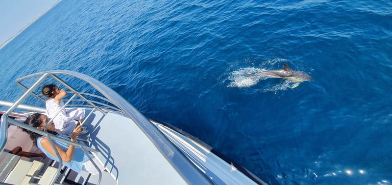 From Lagos: Dolphin Watching Catamaran Cruise - The 1.5-hour pacing: quick enough for value, not so long you’re worn out