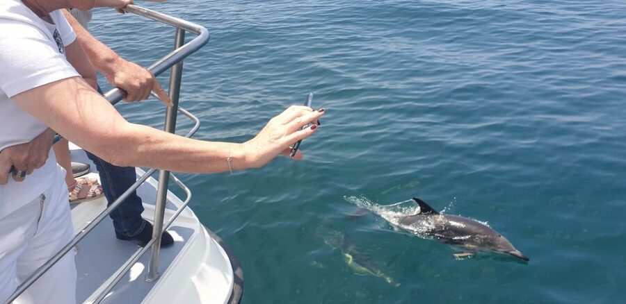 From Lagos: Dolphin Watching Catamaran Cruise - Price and value: what you get for $38