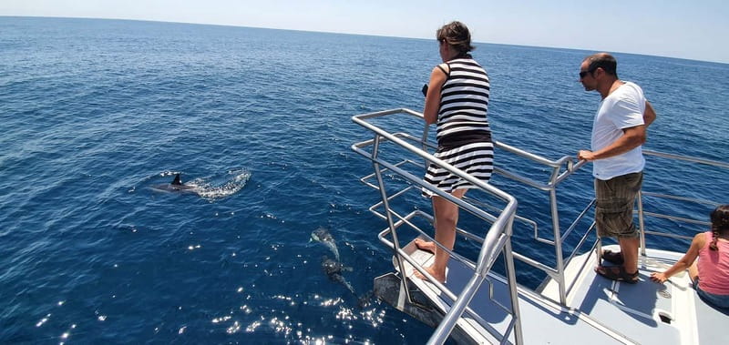 From Lagos: Dolphin Watching Catamaran Cruise - Who this tour suits best (and who should think twice)