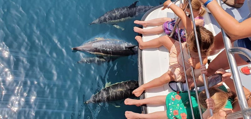 From Lagos: Dolphin Watching Catamaran Cruise - A fast, stable ride with comfort that actually helps