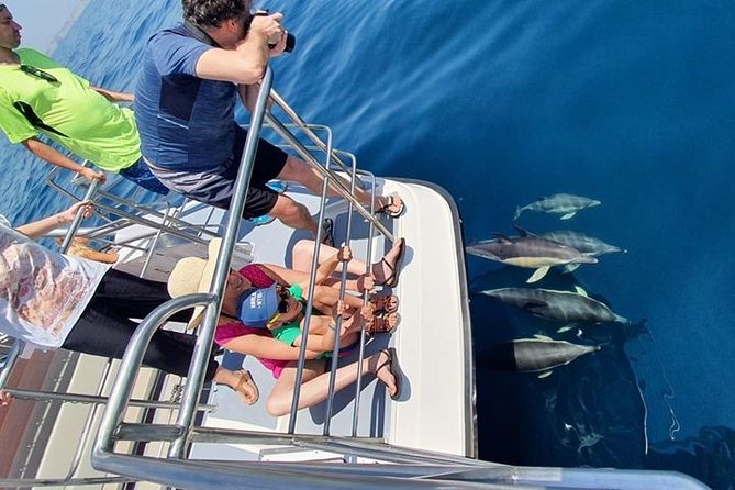 From Lagos: Dolphin Watching Cruise on a Catamaran - Sea conditions and motion sickness: what to prepare for