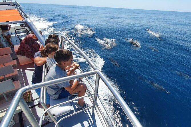 From Lagos: Dolphin Watching Cruise on a Catamaran - Who should book (and who might rethink it)
