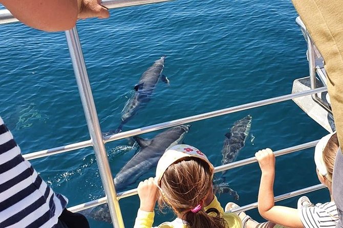 From Lagos: Dolphin Watching Cruise on a Catamaran - Getting to Marina de Lagos and what happens before departure