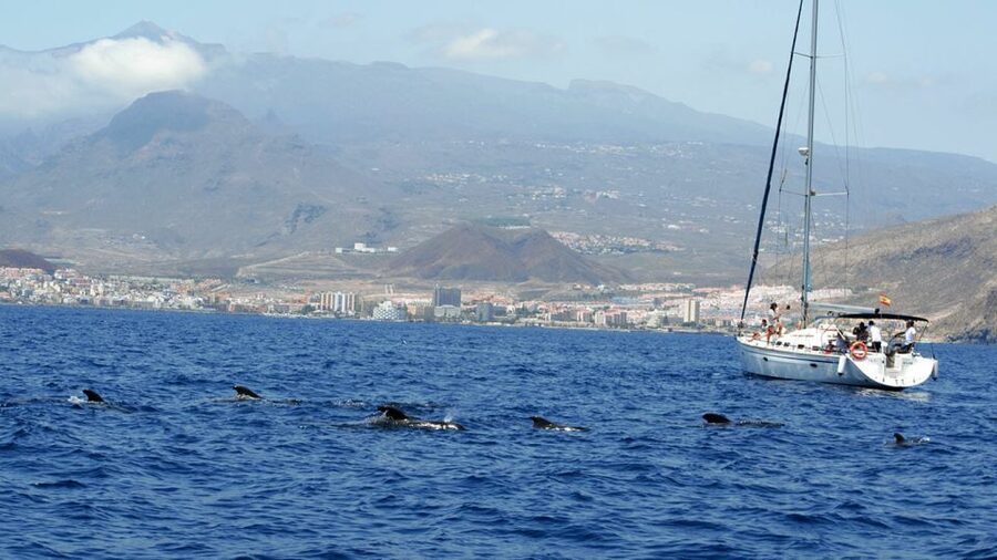 From Los Gigantes: Whale Watching Sailboat Cruise - Key things to know before you go