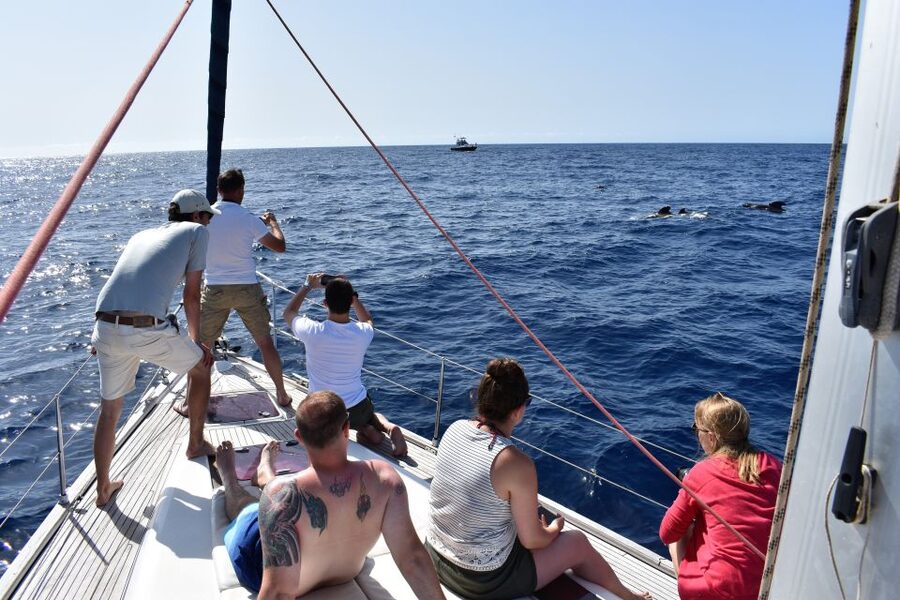 From Los Gigantes: Whale Watching Sailboat Cruise - Price and value: is $88 worth it?