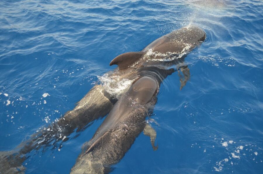 From Los Gigantes: Whale Watching Sailboat Cruise - Wildlife viewing: 1.5 hours of looking, learning, and waiting