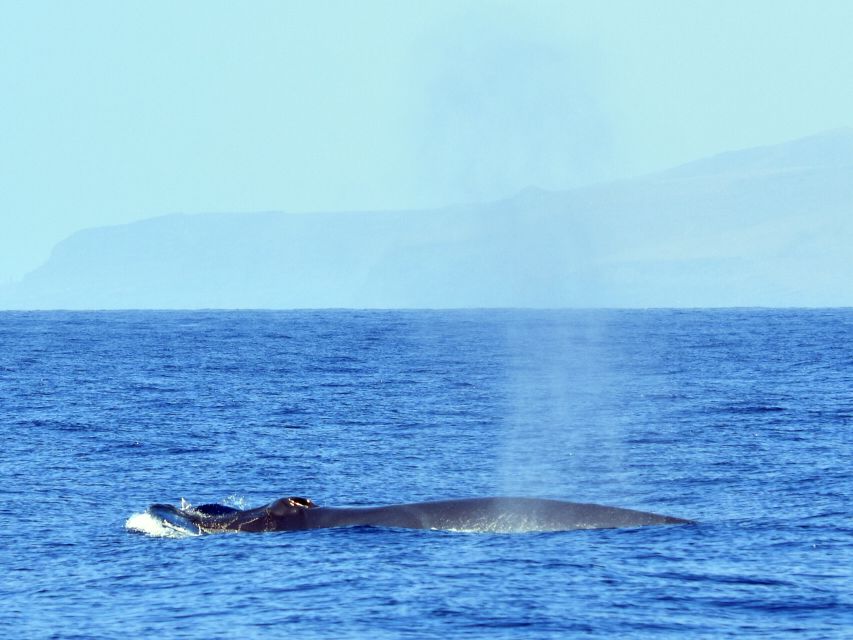 From Los Gigantes: Whale Watching Sailboat Cruise - The short snorkel stop under Los Gigantes cliffs