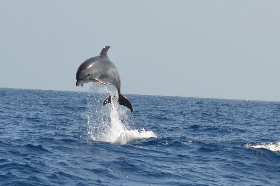 From Los Gigantes: Whale Watching Sailboat Cruise - Conservation and crew culture: what responsible whale watching looks like