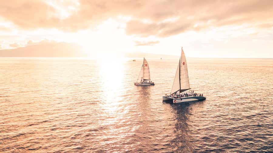 From Ma'alaea: 'Alihilani Sunset Sail Catamaran Tour - Wildlife spotting without pressure: what you should hope for