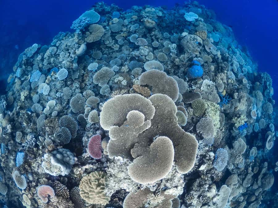 From Port Douglas: Outer Reef Cruise by Luxury Catamaran - Coral cay transfer and island time: turquoise water and a change of pace