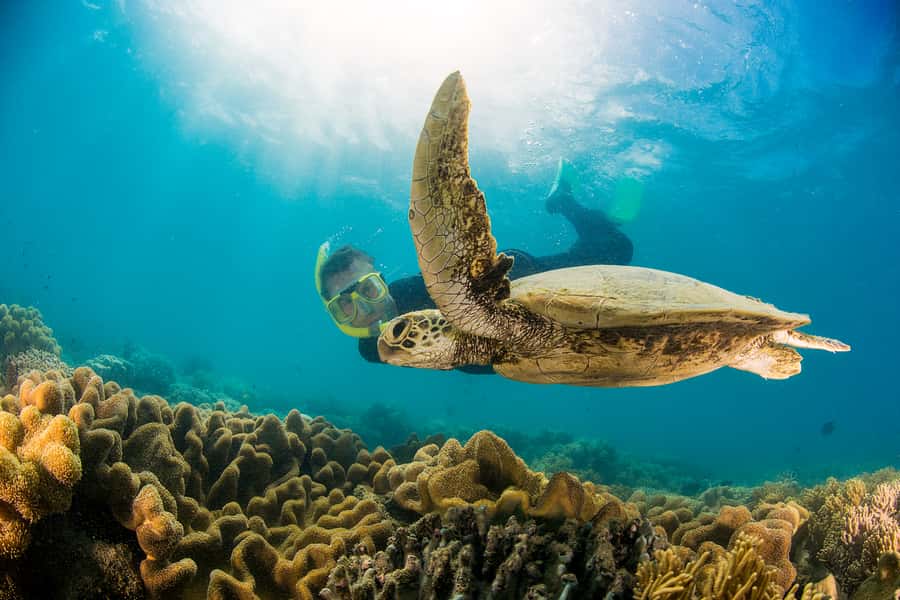 From Port Douglas: Sail to Low Isles Great Barrier Reef - Key things worth knowing before you go