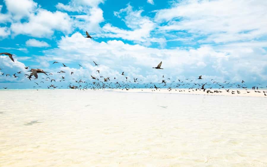 From Tahiti: Tetiaroa Island Tour by Sailing Catamaran - Tetiaroa and Bird Island: the guided walk is the heart of the visit