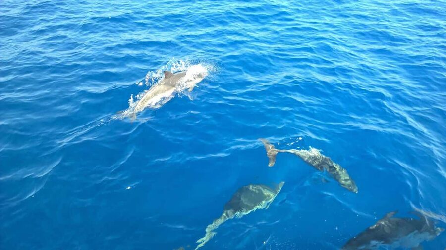 From Tropea: Sailing tour along the coast of the Gods - Spiaggia di Riaci: quick photos, then another snorkeling window