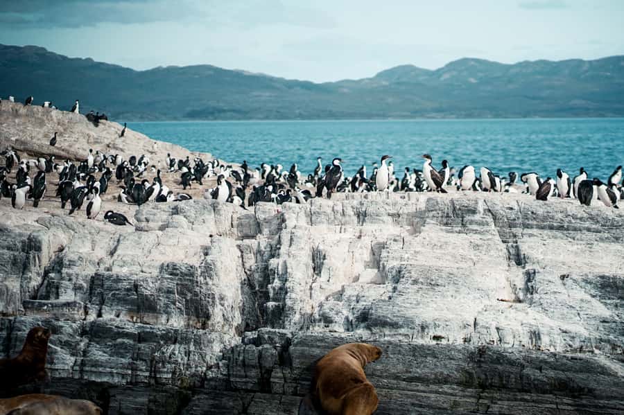 From Ushuaia: Beagle Channel Catamaran Tour - Why This Cruise Feels Like the Real End of the World